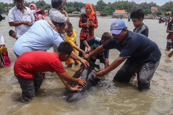Pilot whales stranded on Indonesia's Madura island