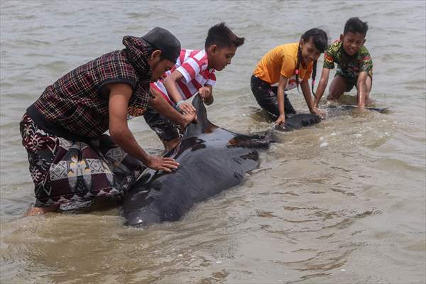 Pilot whales stranded on Indonesia's Madura island