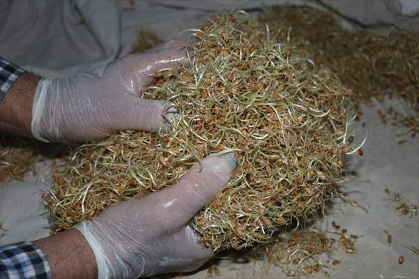 Bolu'nun tescilli ürünü "uğut" sofraları tatlandırıyor