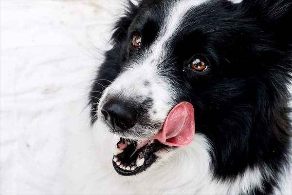 Reaction of dogs when they see treats