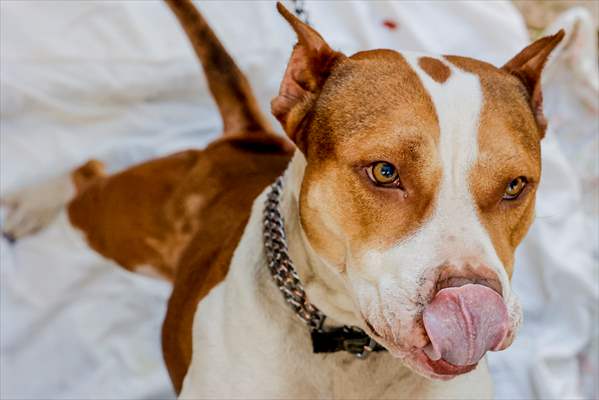 Reaction of dogs when they see treats