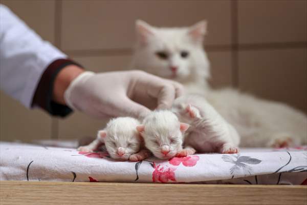 This year's first kittens of Van cats