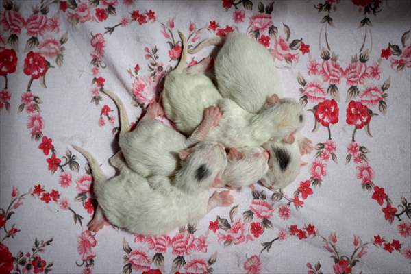 This year's first kittens of Van cats