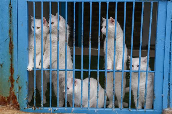This year's first kittens of Van cats