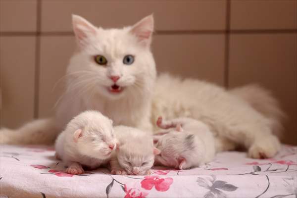This year's first kittens of Van cats