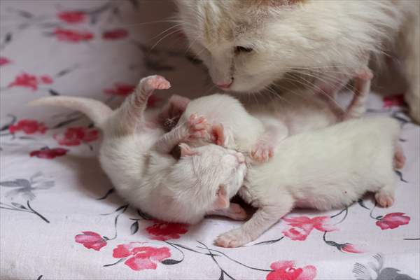 This year's first kittens of Van cats