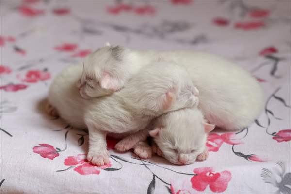 This year's first kittens of Van cats