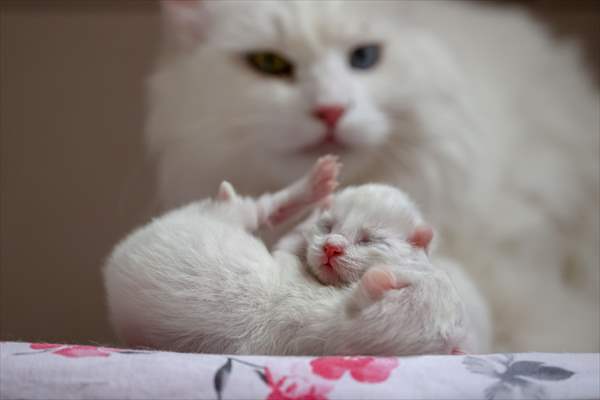 This year's first kittens of Van cats