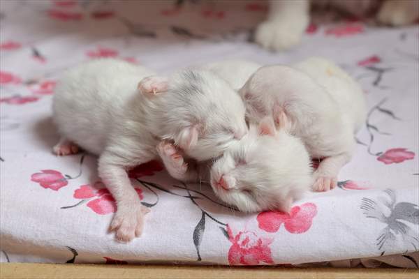 This year's first kittens of Van cats