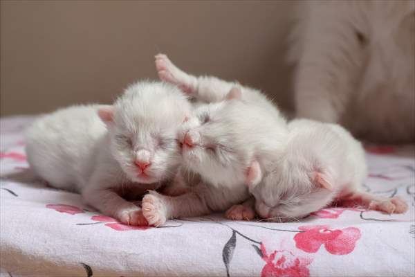 This year's first kittens of Van cats
