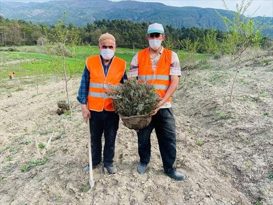 Bolu'da 100 dönümlük arazi lavanta bahçesi olacak