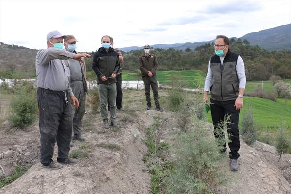 Bolu'da 100 dönümlük arazi lavanta bahçesi olacak