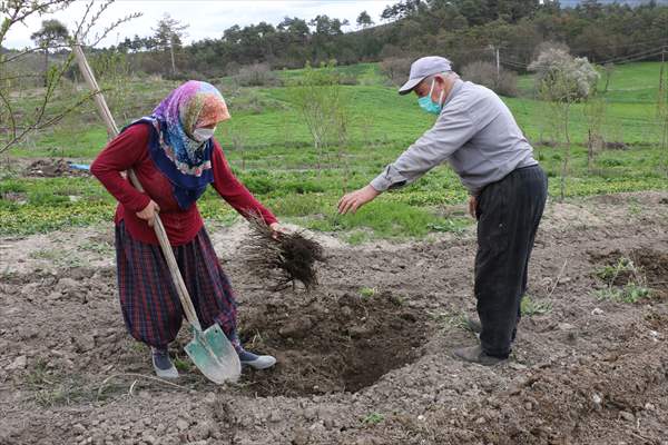 Bolu'da 100 dönümlük arazi lavanta bahçesi olacak