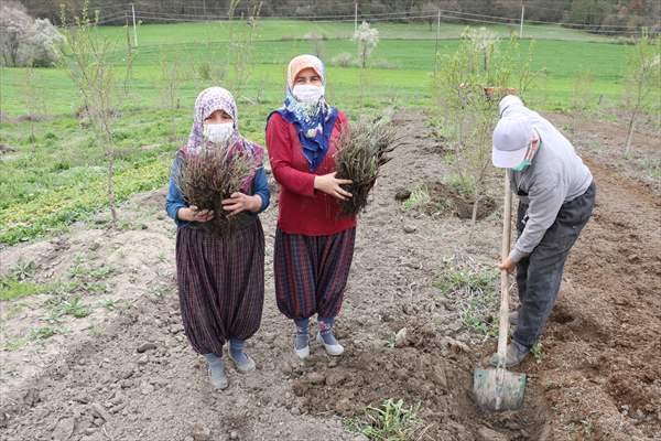 Bolu'da 100 dönümlük arazi lavanta bahçesi olacak