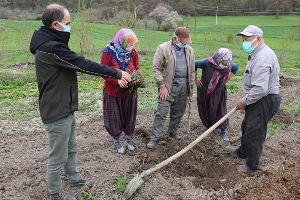 Bolu'da 100 dönümlük arazi lavanta bahçesi olacak