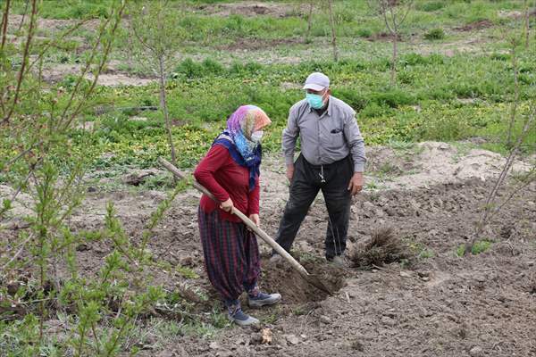 Bolu'da 100 dönümlük arazi lavanta bahçesi olacak