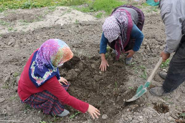 Bolu'da 100 dönümlük arazi lavanta bahçesi olacak