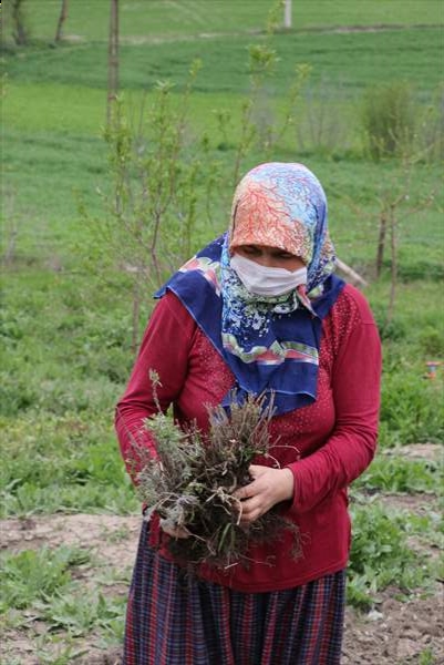 Bolu'da 100 dönümlük arazi lavanta bahçesi olacak