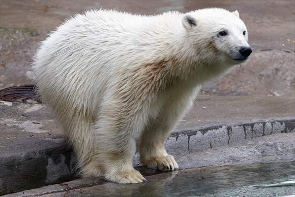 Polar bear rescued from Bolshevik Island in Moscow