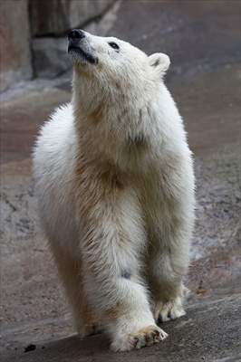 Polar bear rescued from Bolshevik Island in Moscow