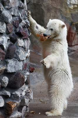 Polar bear rescued from Bolshevik Island in Moscow