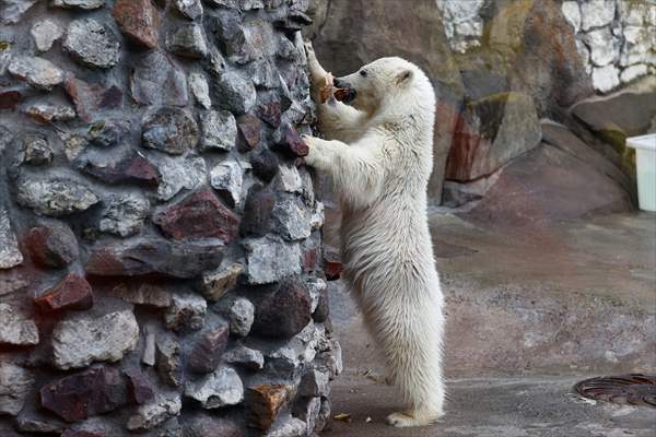 Polar bear rescued from Bolshevik Island in Moscow