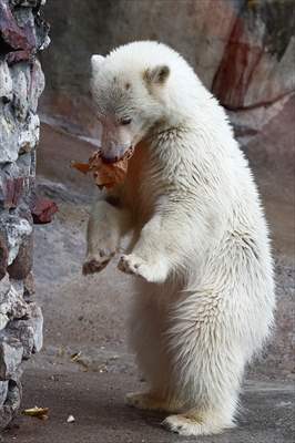 Polar bear rescued from Bolshevik Island in Moscow