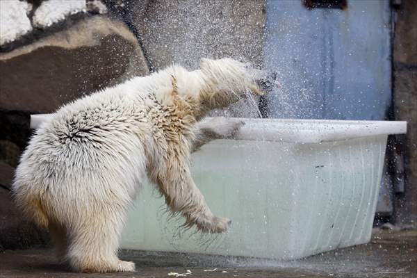 Polar bear rescued from Bolshevik Island in Moscow