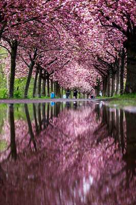 Cherry Blossoms bloom In Berlin