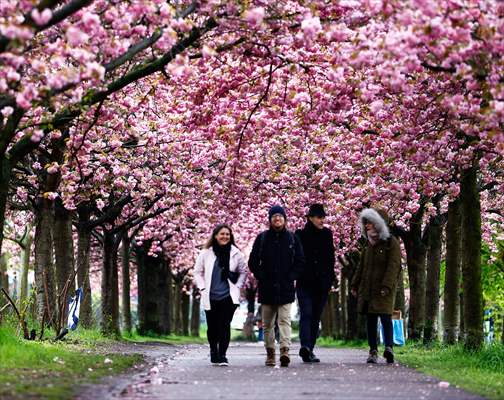 Cherry Blossoms bloom In Berlin