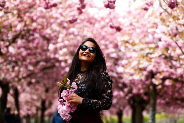 Cherry Blossoms bloom In Berlin