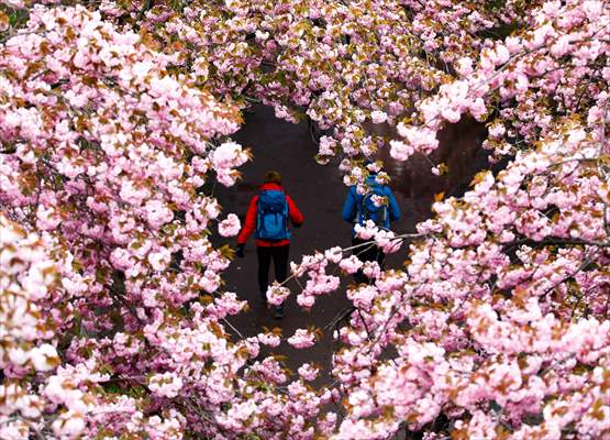 Cherry Blossoms bloom In Berlin