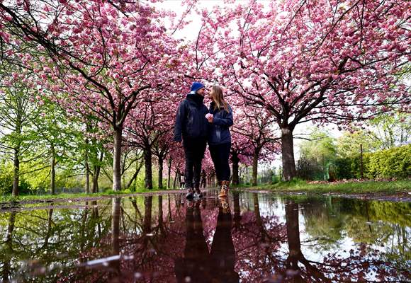 Cherry Blossoms bloom In Berlin