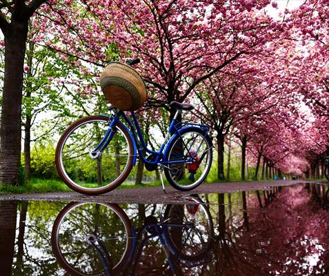 Cherry Blossoms bloom In Berlin