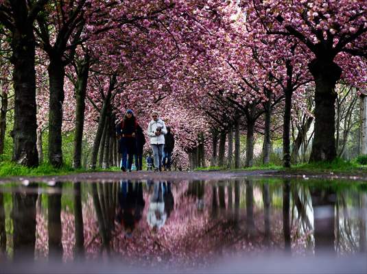 Cherry Blossoms bloom In Berlin