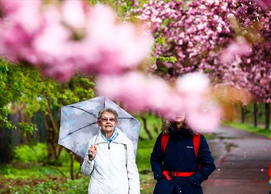 Cherry Blossoms bloom In Berlin