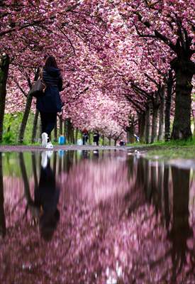 Cherry Blossoms bloom In Berlin