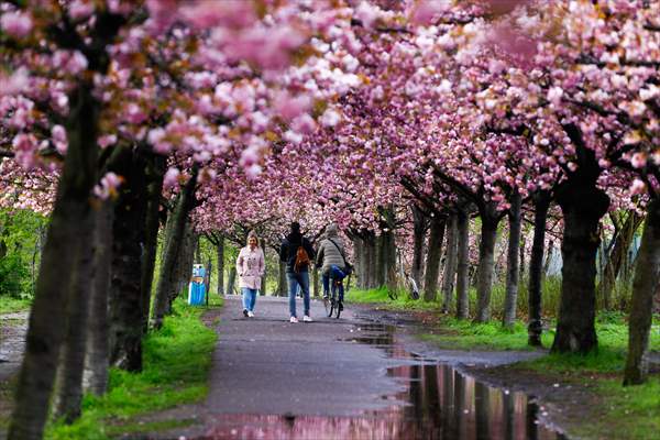 Cherry Blossoms bloom In Berlin