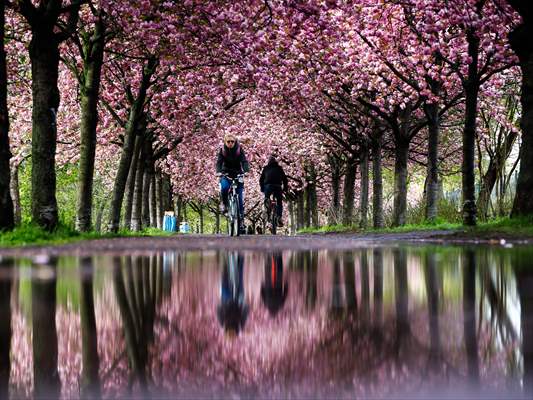 Cherry Blossoms bloom In Berlin