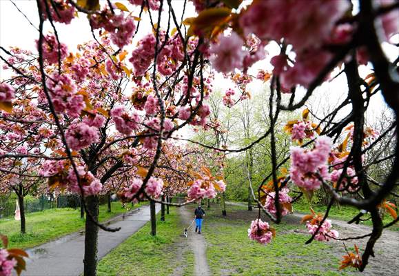 Cherry Blossoms bloom In Berlin