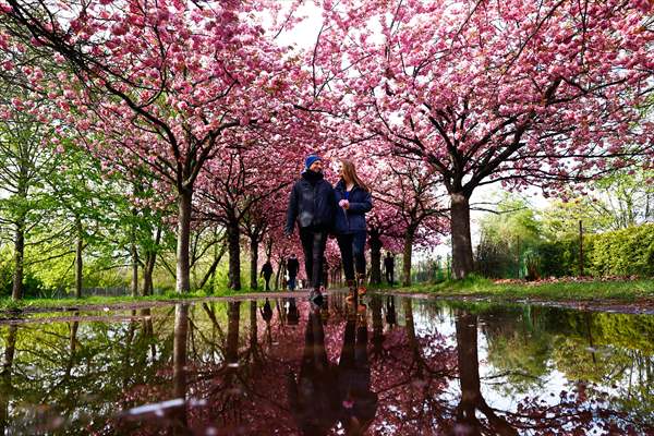 Cherry Blossoms bloom In Berlin