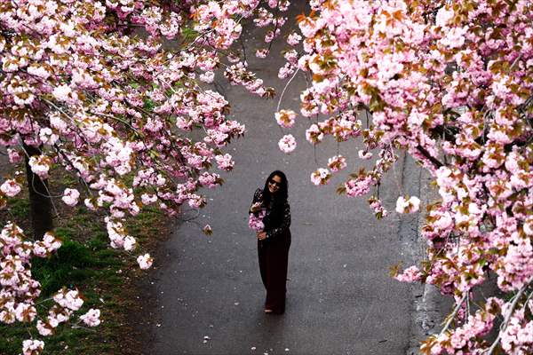 Cherry Blossoms bloom In Berlin