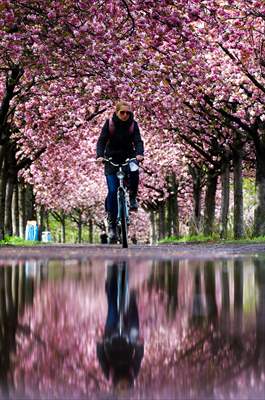 Cherry Blossoms bloom In Berlin