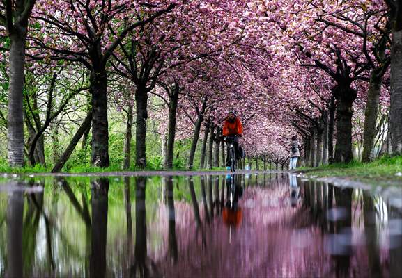 Cherry Blossoms bloom In Berlin