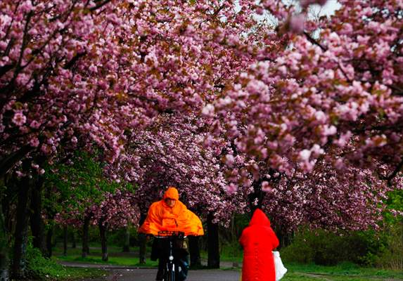 Cherry Blossoms bloom In Berlin