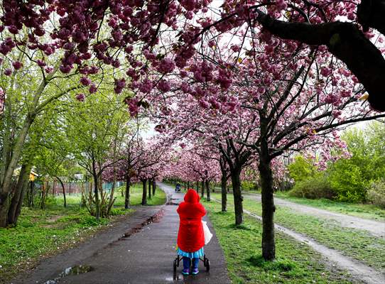 Cherry Blossoms bloom In Berlin