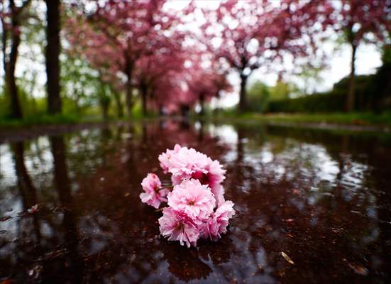 Cherry Blossoms bloom In Berlin