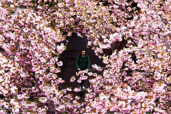 Cherry Blossoms bloom In Berlin