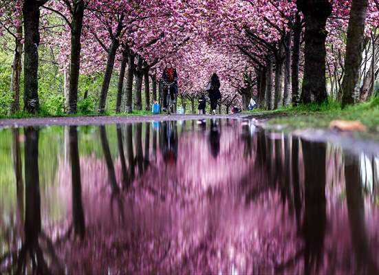 Cherry Blossoms bloom In Berlin