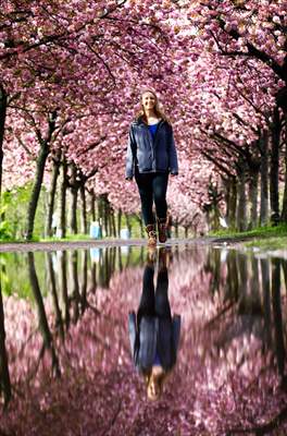 Cherry Blossoms bloom In Berlin